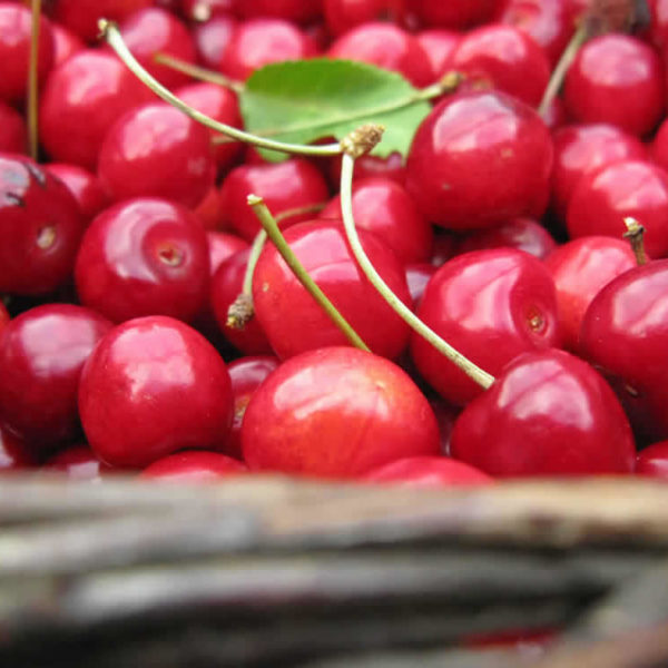 wild cherries - astra restaurant, papigo, zagori