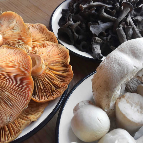 wild mushrooms: lactarius deliciosus, agaricus bisporus, black trumpets - astra restaurant, papigo, zagori