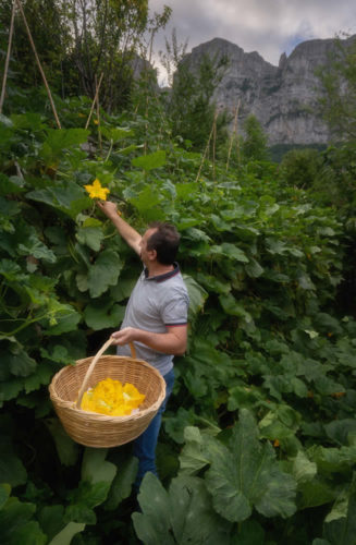 Hand picking zucchini blossoms from our garden for our Restaurant | Astra Guesthouse - Restaurant, Papigo, Zagorochoria, Ioannina, Greece
